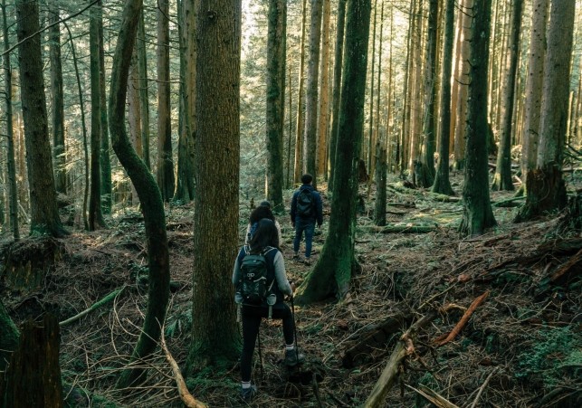 lesniczowka dziedzinka