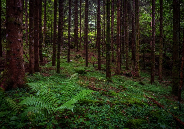 puszcza bialowieska