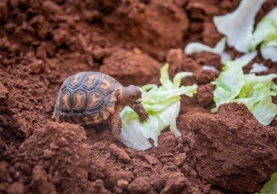 uratowane egzotyczne zwierzeta